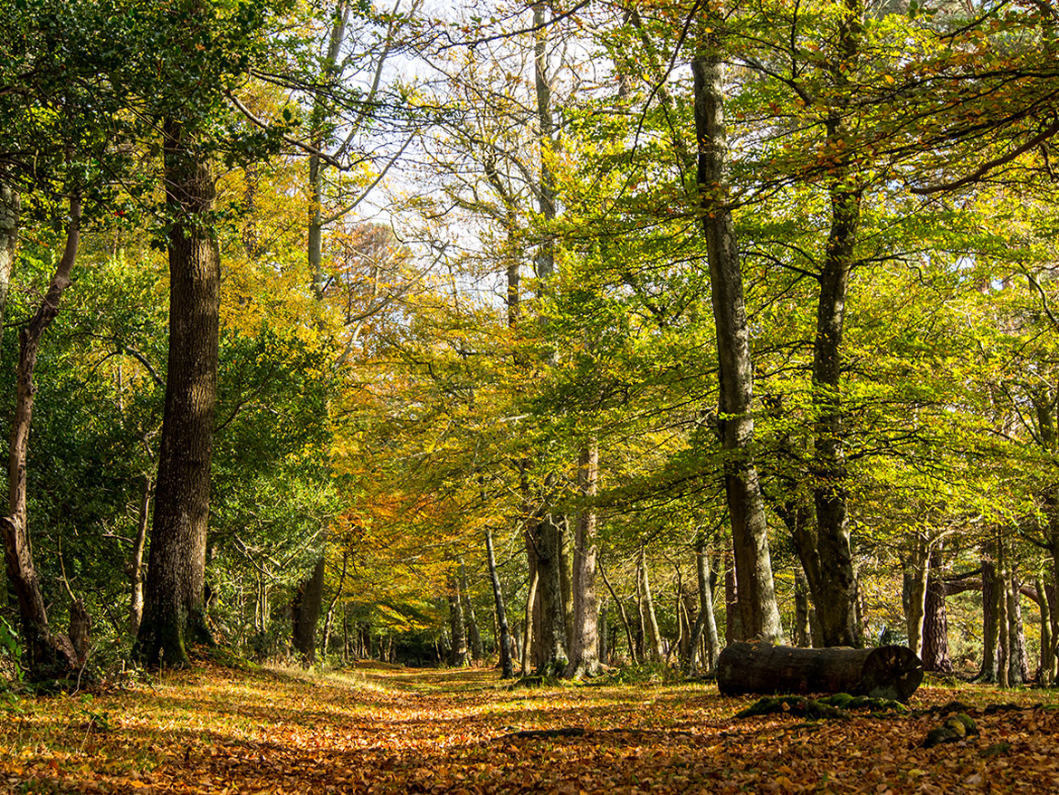 Depositphotos_17622493_original